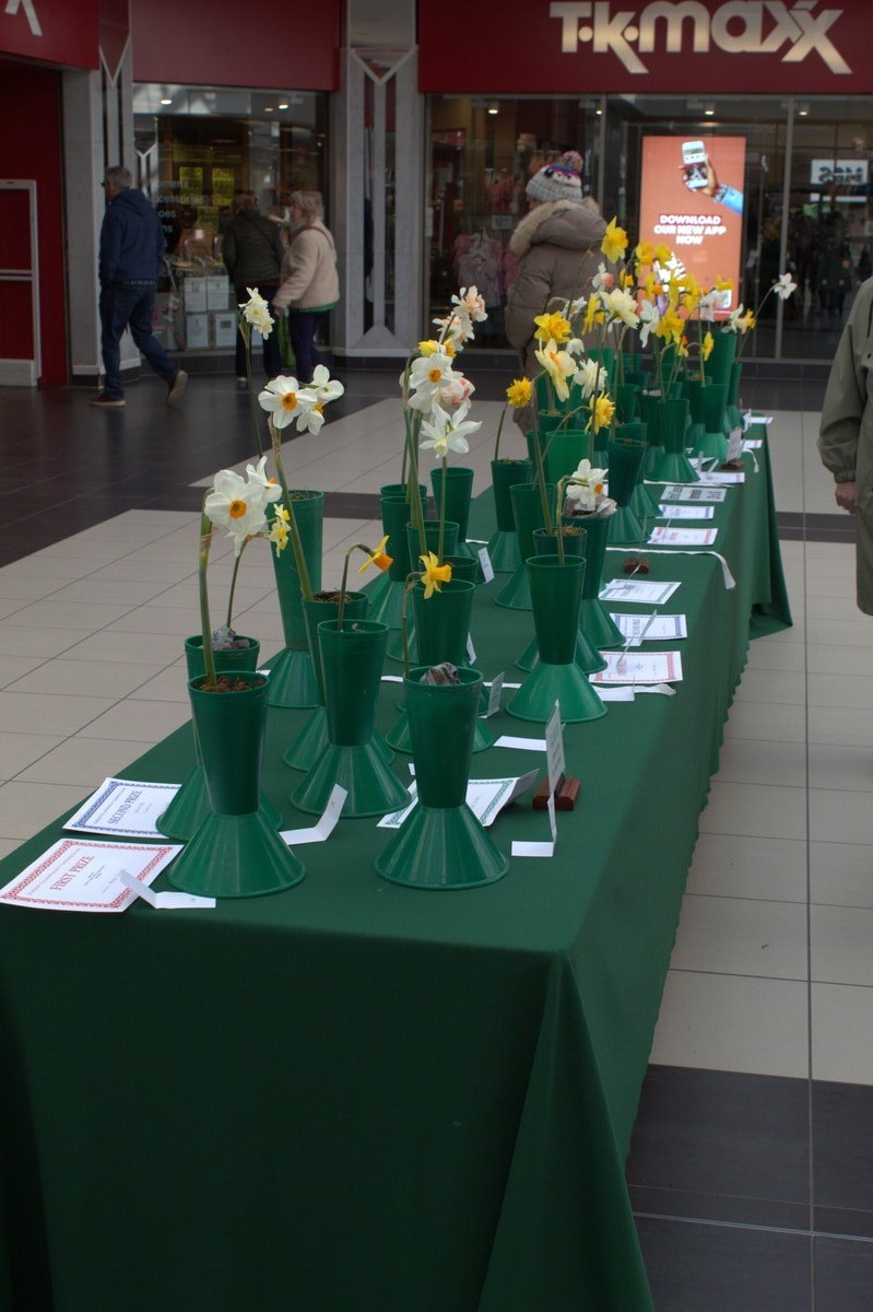 2026 Spring show Daffodils